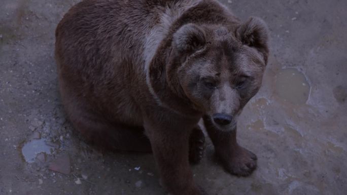 动物园 狗熊 - 4K