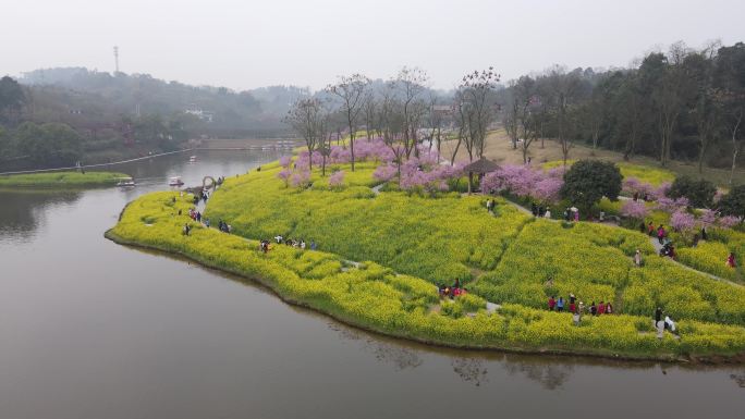 重庆巴南云林天乡油菜花海航拍4K60帧