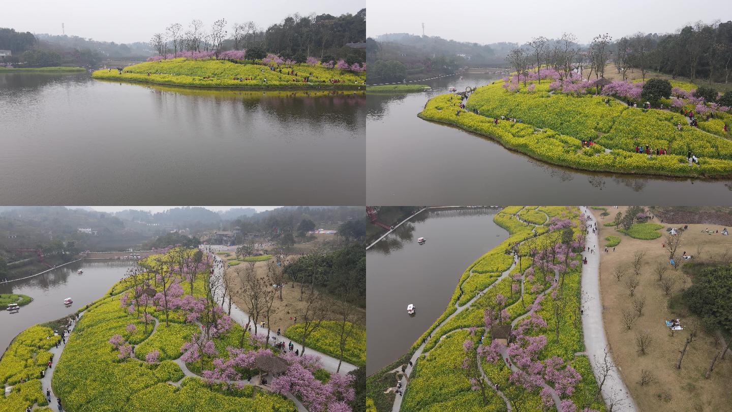 重庆巴南云林天乡油菜花海航拍4K60帧