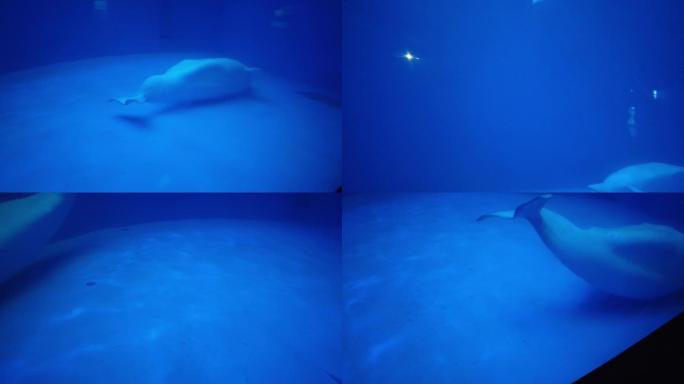 成都海昌极地海洋公园-白鲸