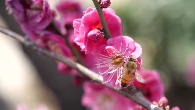春天景色梅花蜜蜂