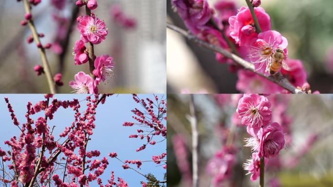 春天景色梅花蜜蜂