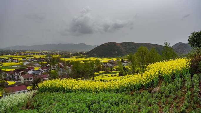 汉中南郑油菜花延时4K