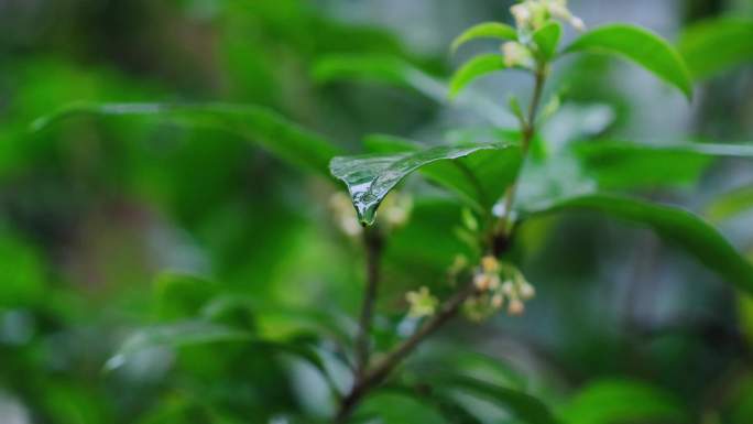 原创下雨天户外植物