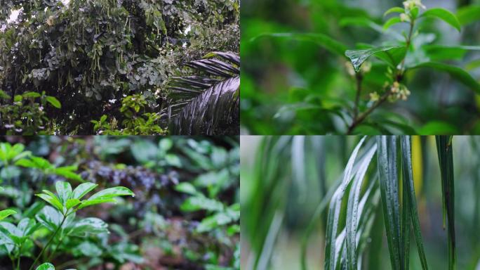 原创下雨天户外植物