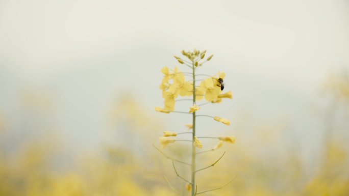 油菜花地蜜蜂采蜜