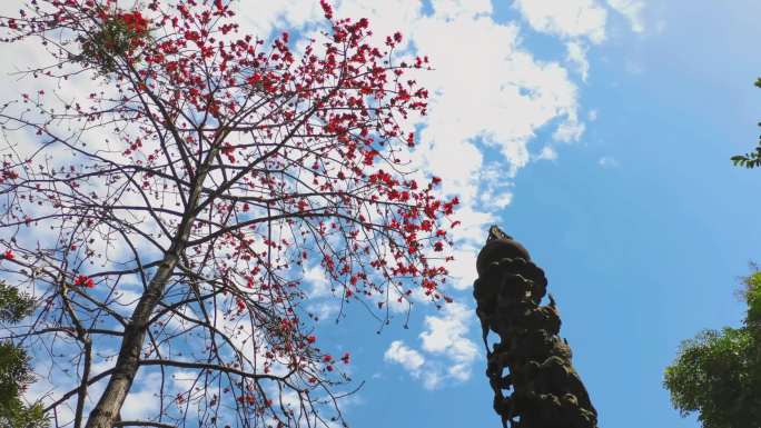 【原创】恢宏木棉花英雄花爱国宣传片