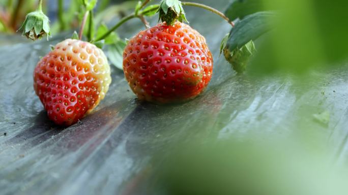 草莓熟了  巧克力草莓 红草莓 红色水果