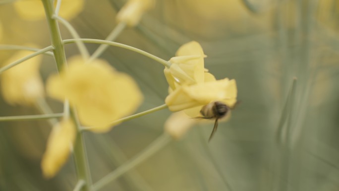 油菜花地蜜蜂采蜜