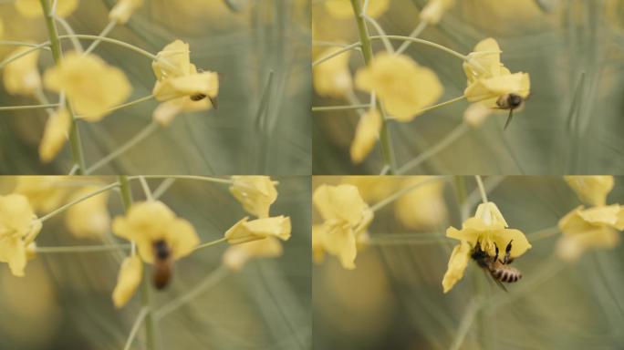 油菜花地蜜蜂采蜜