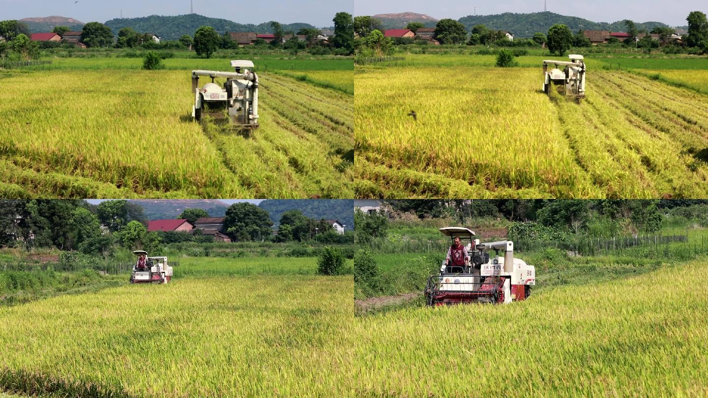 水稻收割