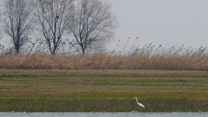 洞庭湿地的黄嘴白鹭01