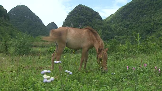 马儿吃草