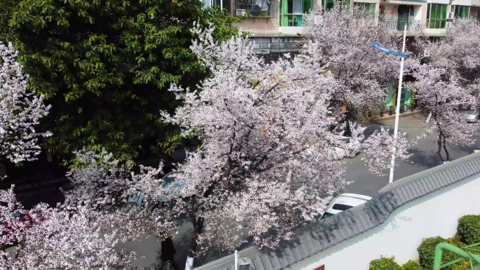 绵阳三台东升巷樱花街道风景航拍