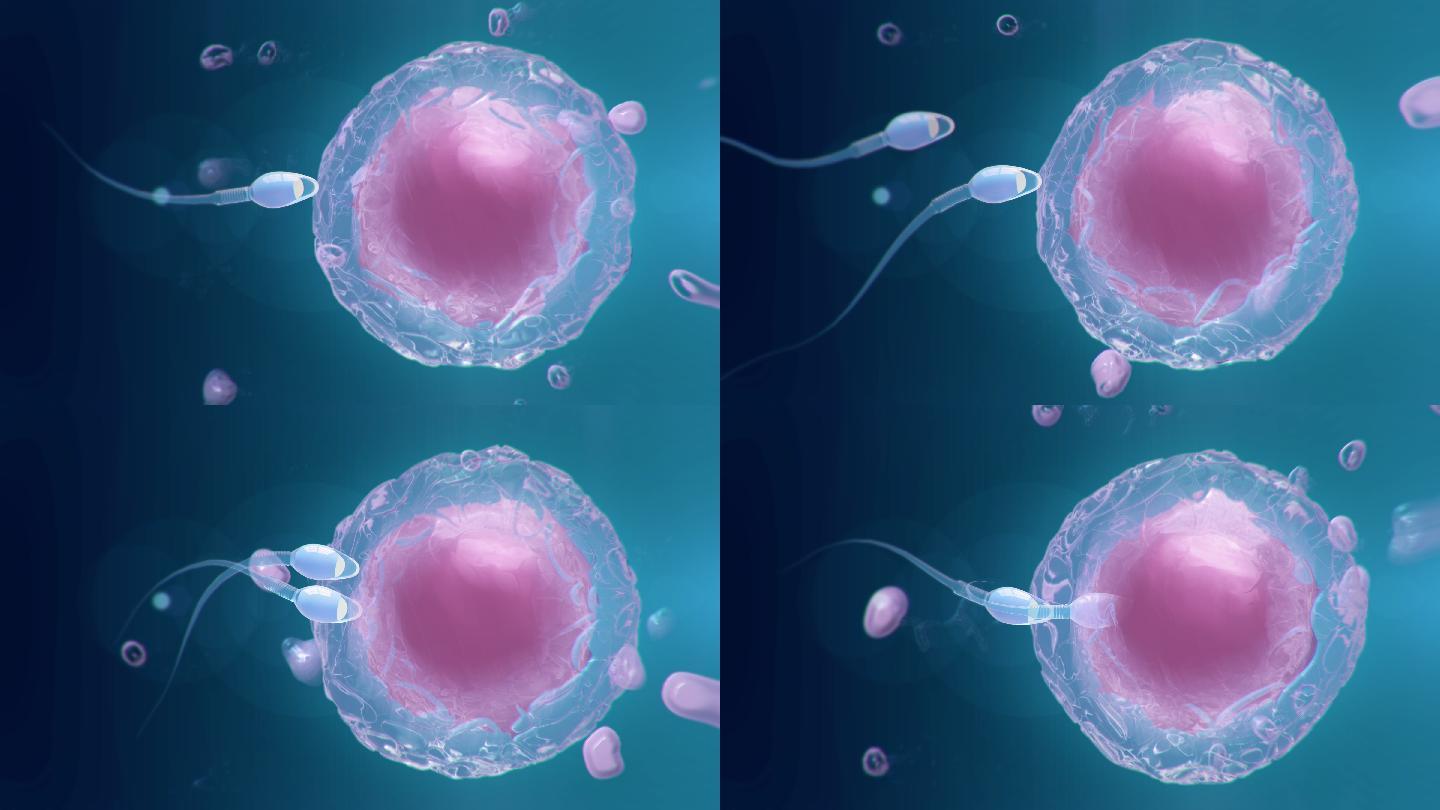 精子对人类卵细胞的受精作用插画图片素材_ID:142488379-Veer图库