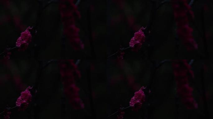 雨天 暗色调  电影调 水滴 红花