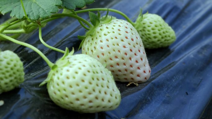 草莓 草莓苗 大棚草莓 农业经济 作物