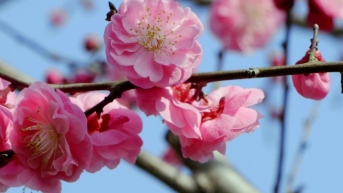 梅花开了 梅花 红梅花儿开