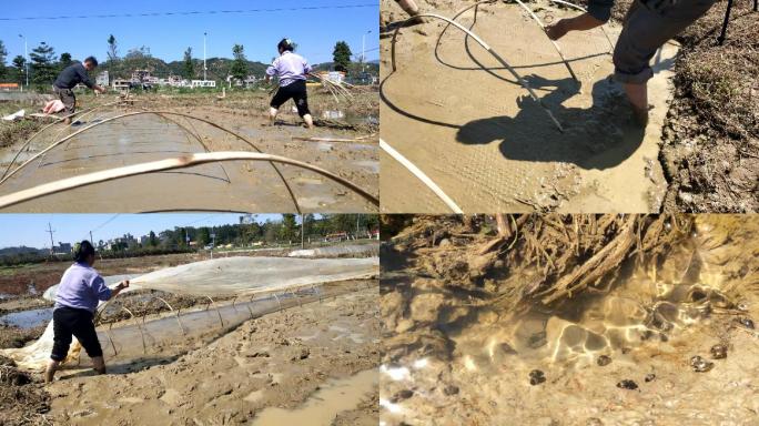 春耕春播盖防寒秧地稻田播种水田种水稻