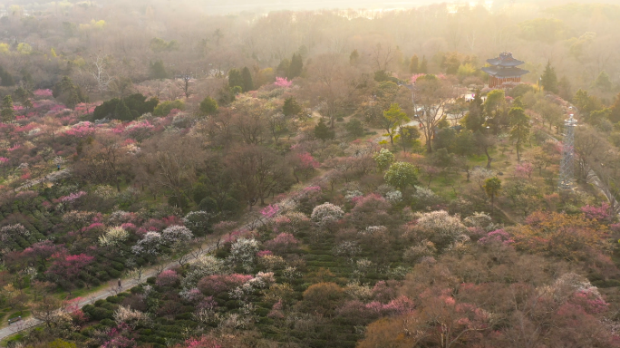 梅花实拍素材