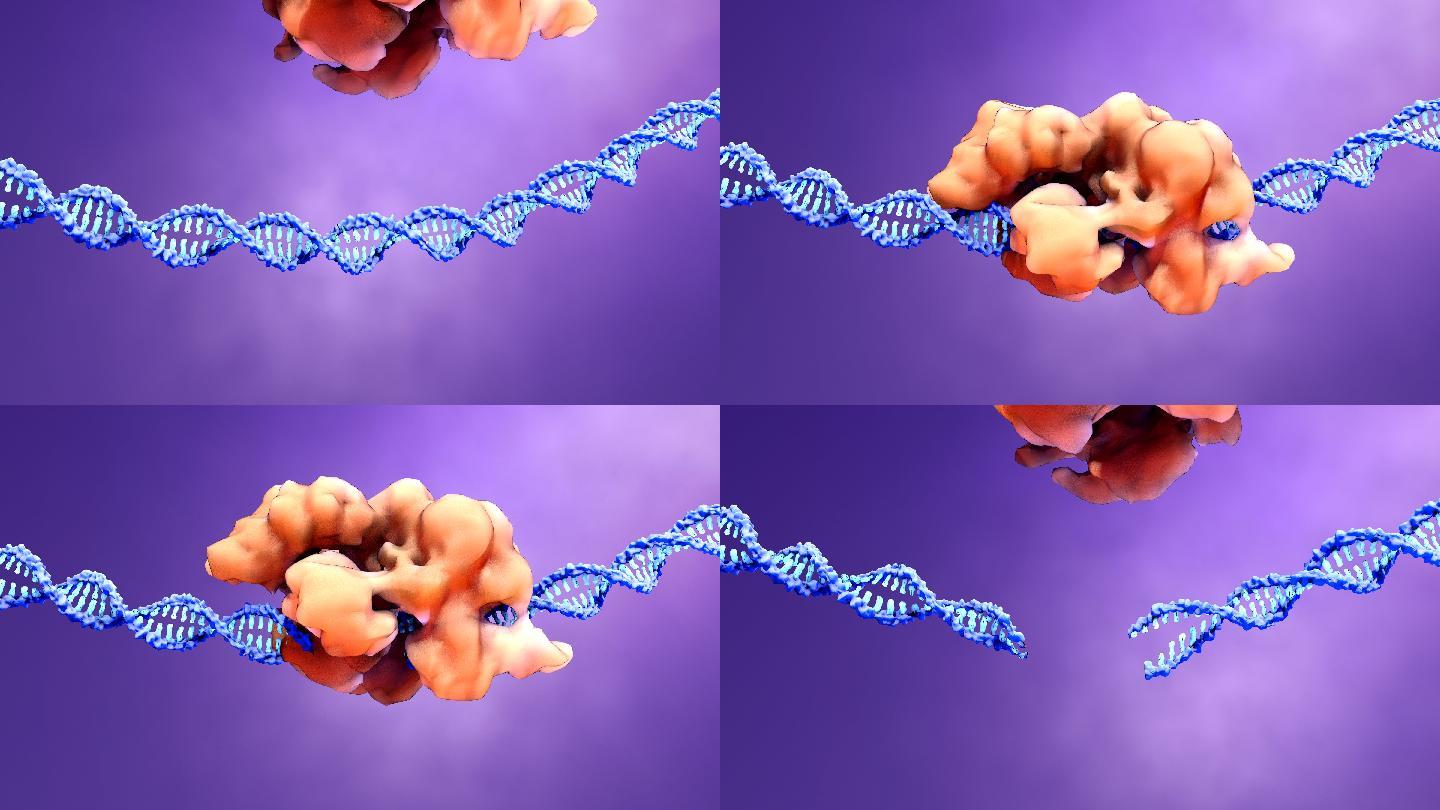 蛋白识别并切割外源致病DNA