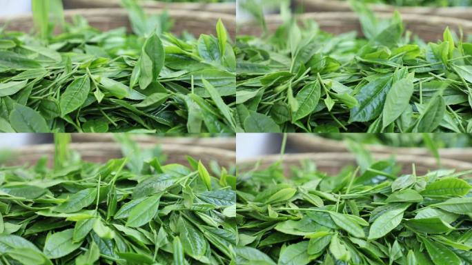 实拍茶叶鲜叶收获制作过程