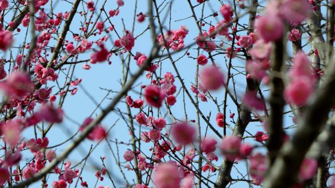 花满枝头 春天花开 春天 梅花