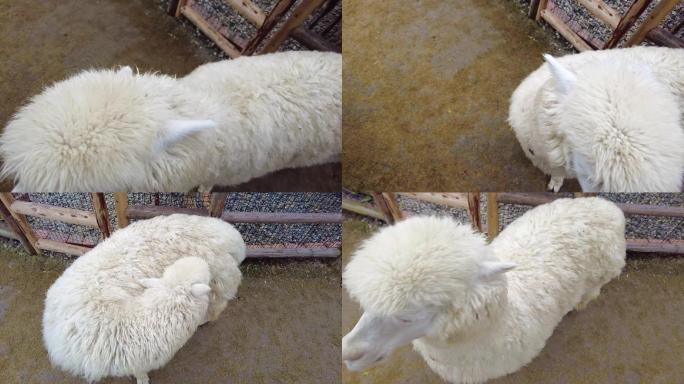 四川成都麓湖公园-动物园-羊驼