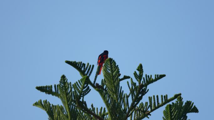 〝五色鸟〞：赤红山椒（公）雀跃在林间枝头