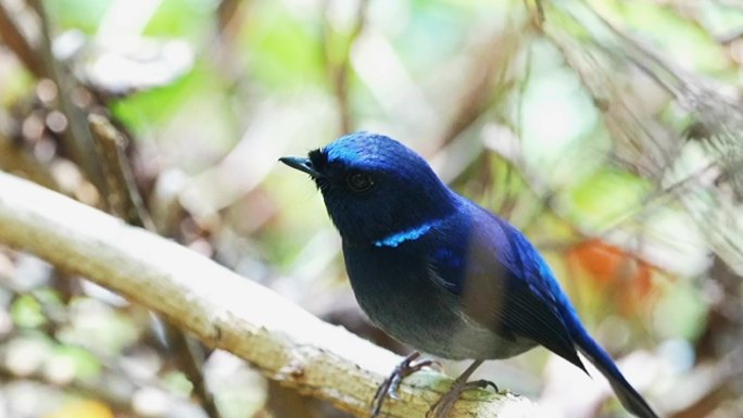 蓝色魅影小仙鹟：体小深色鹟，漂亮的观赏鸟