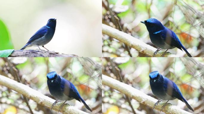 蓝色魅影小仙鹟：体小深色鹟，漂亮的观赏鸟