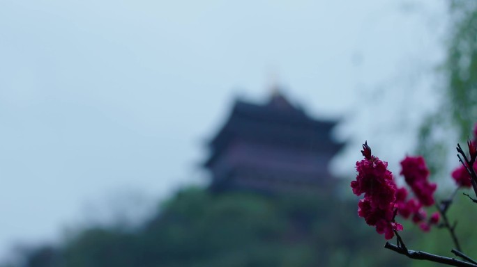 雨天 暗色调  电影调 水滴 树叶