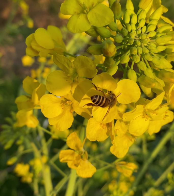 蜜蜂是最常来的访客：油菜花是乡村最美的诗