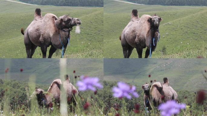 内蒙古 景区 旅游 骆驼 生态