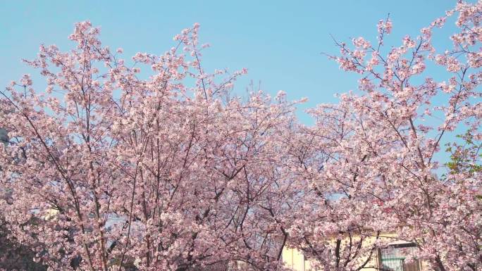 春天蓝天下满树的粉色樱花