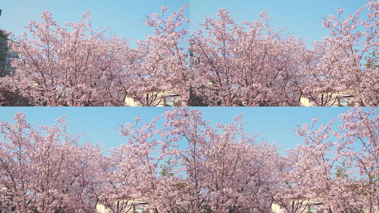 春天蓝天下满树的粉色樱花