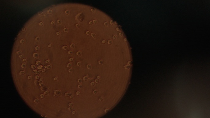 显微镜下的细胞组织