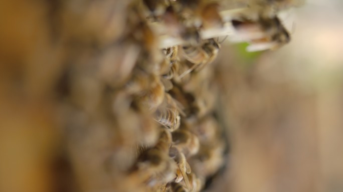 实拍微距蜜蜂视频素材