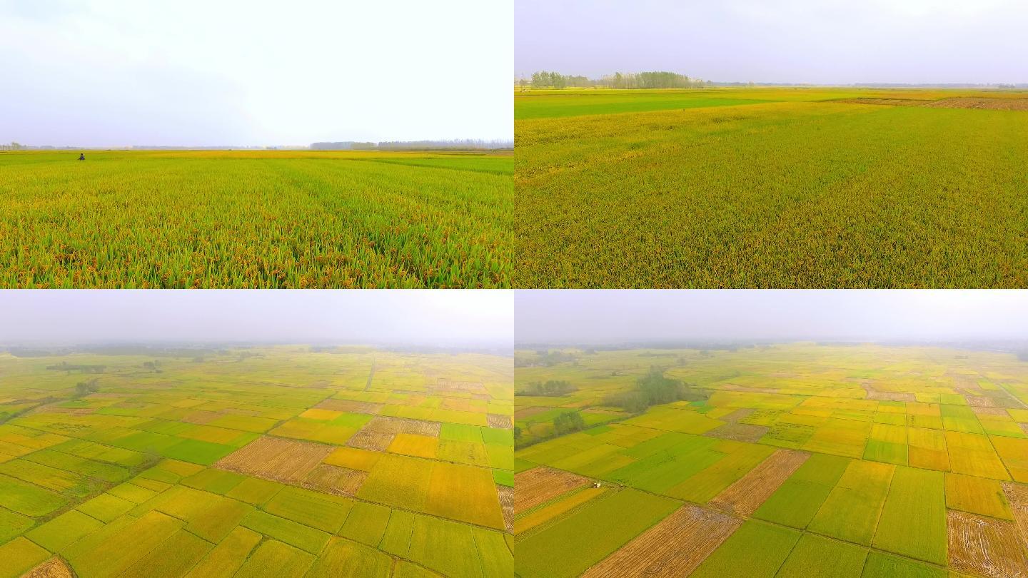 不同时期成熟的稻田-多镜头