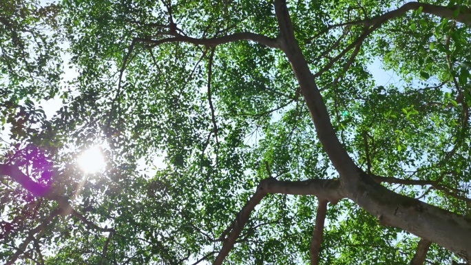 树木 阳光照射徽风夏天夏季清凉清新休闲