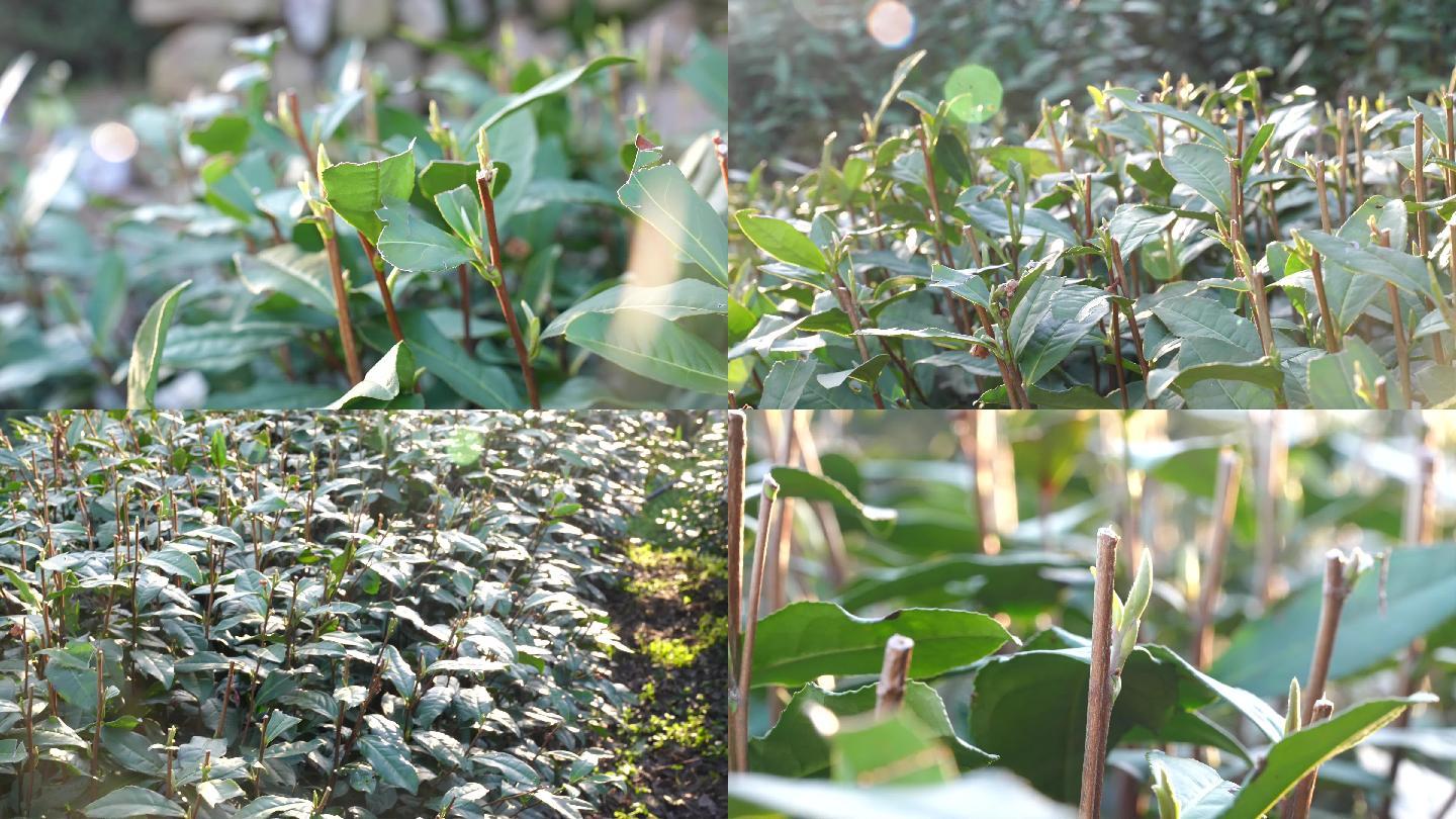 杭州绿茶翁家山头茶叶