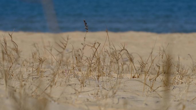 海边沙滩上的野草