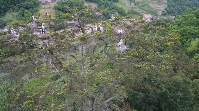 树上的鸟孵化