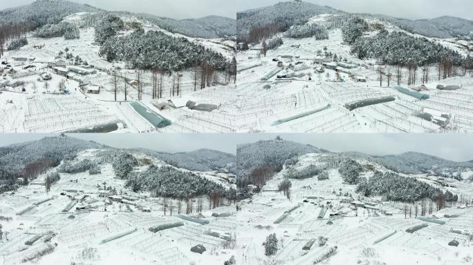 盘前村高山蔬菜基地冬季雪景风光4K航拍