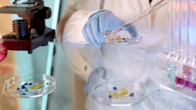科学家在皮氏培养皿中培养细菌