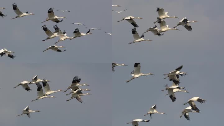 成群白鹤在空中飞翔