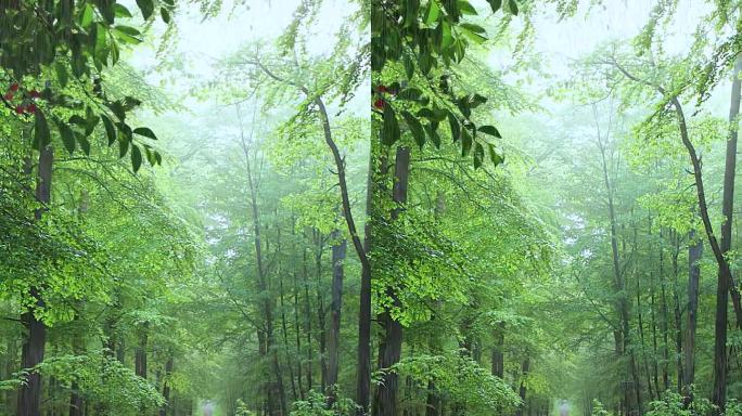 数字动画：森林绿树成荫突然大雨倾盆