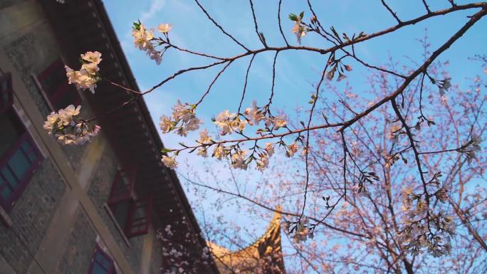 春天蓝天下绽放的樱花