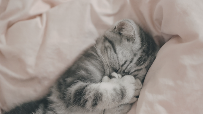 可爱美短猫在床上睡觉