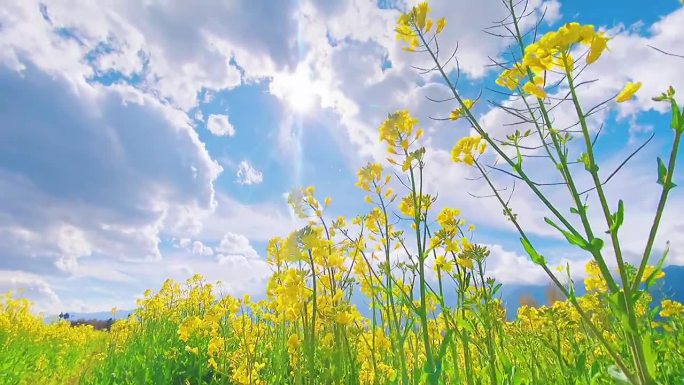 数字动画：蓝天白云下油菜花是乡村最美的诗